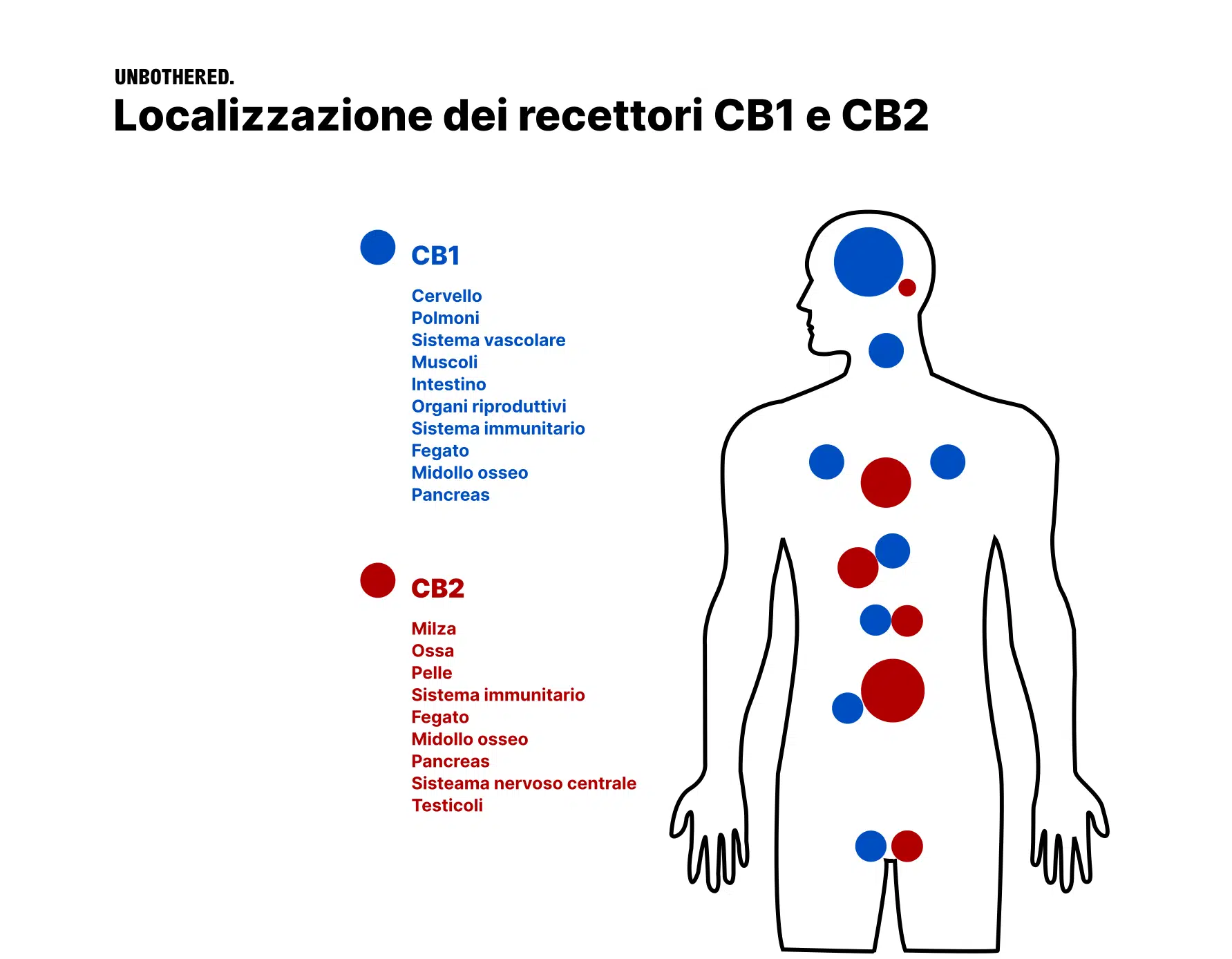 cb1 cb2 recettori localizzazione corpo umano