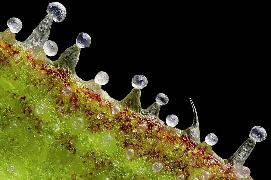 immagine microscopica terpeni cannabis